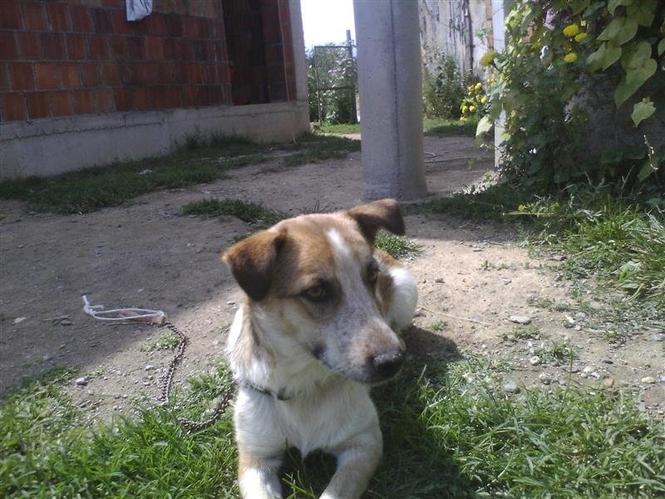 Këlysh