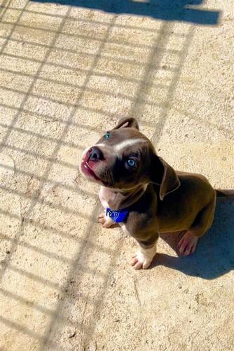 Blue nose 