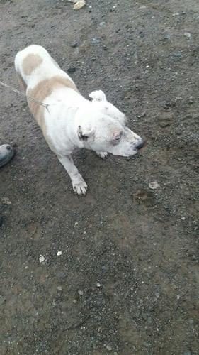Pitbull