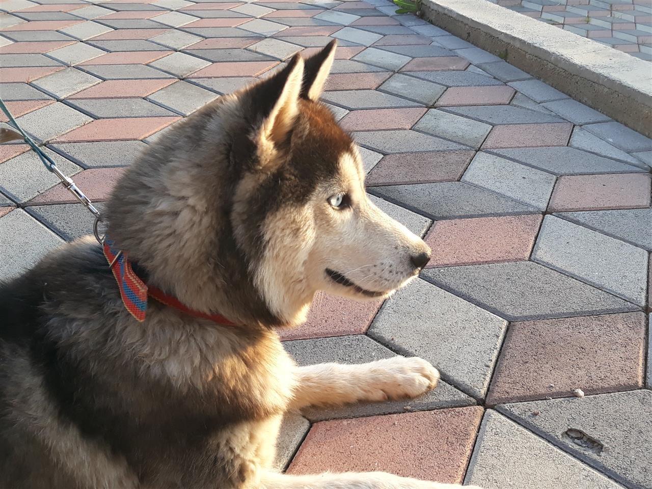 shes-haski