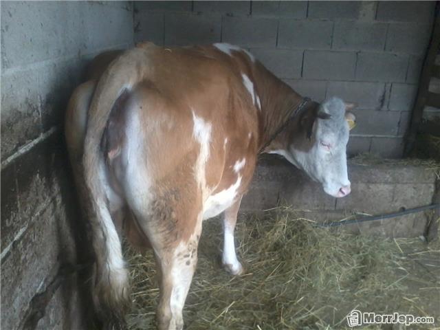 Lope