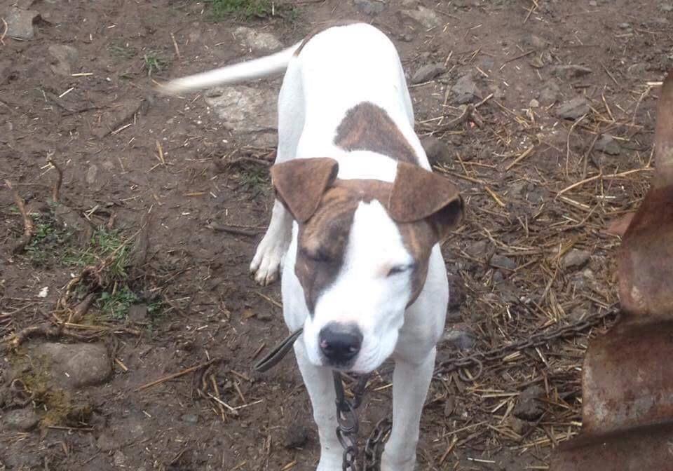 Pitbull