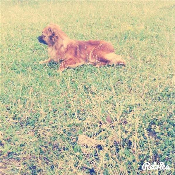 bubica