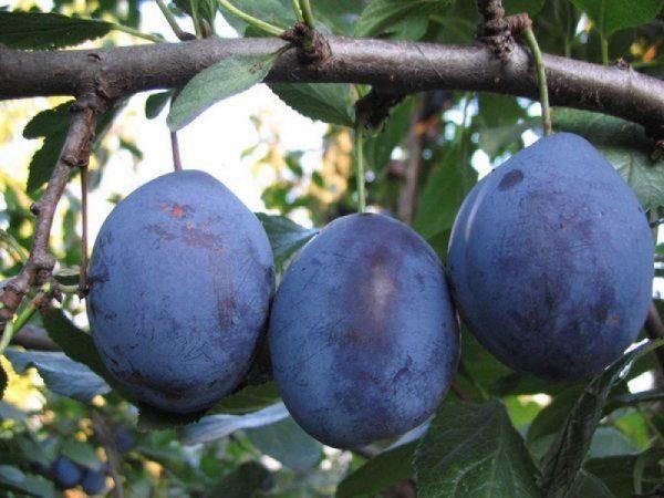 Kumbulla