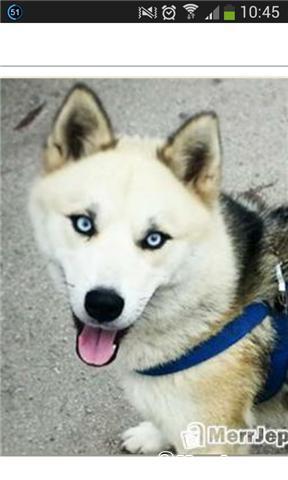 Hasky