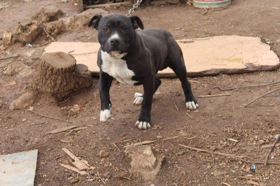 Pitbull