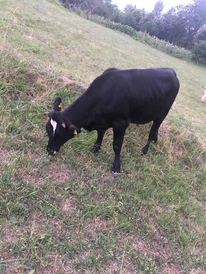 Mshtjerr