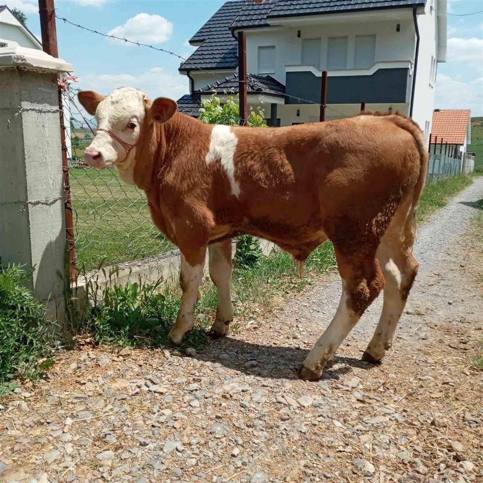 Shitet-viqi-mashkull-