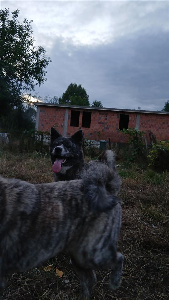 Akita-tigrado
