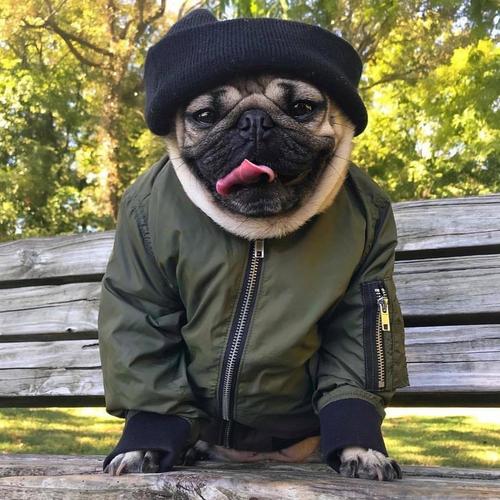 Pug 