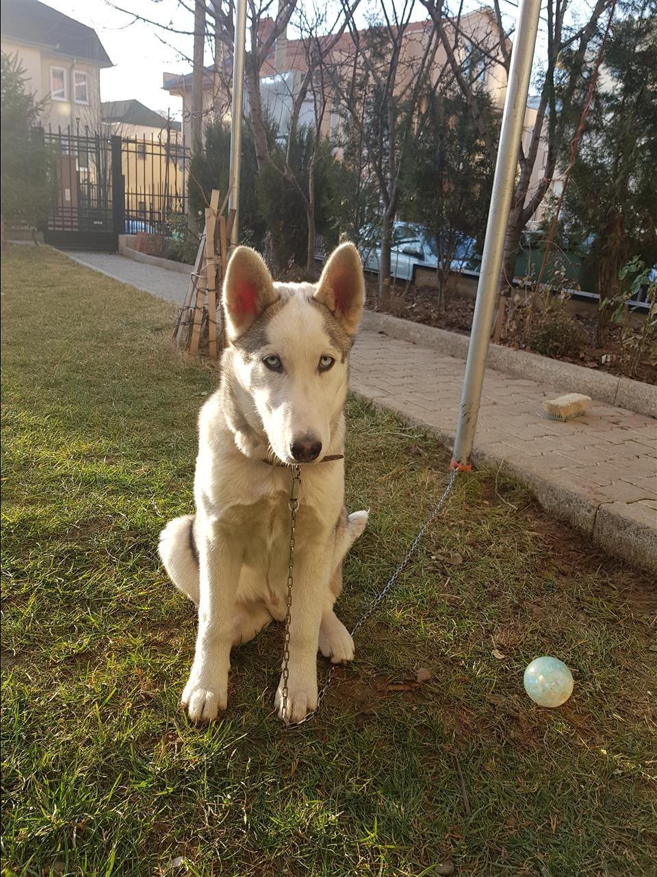 Husky