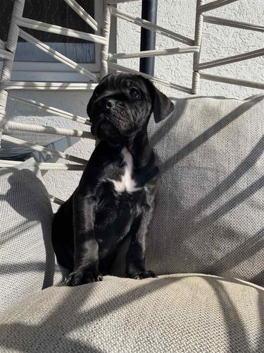 Cane Corso