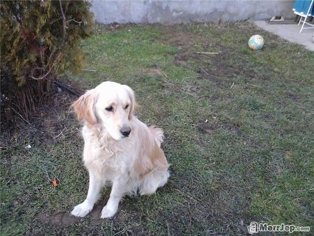 Qen-Labrador