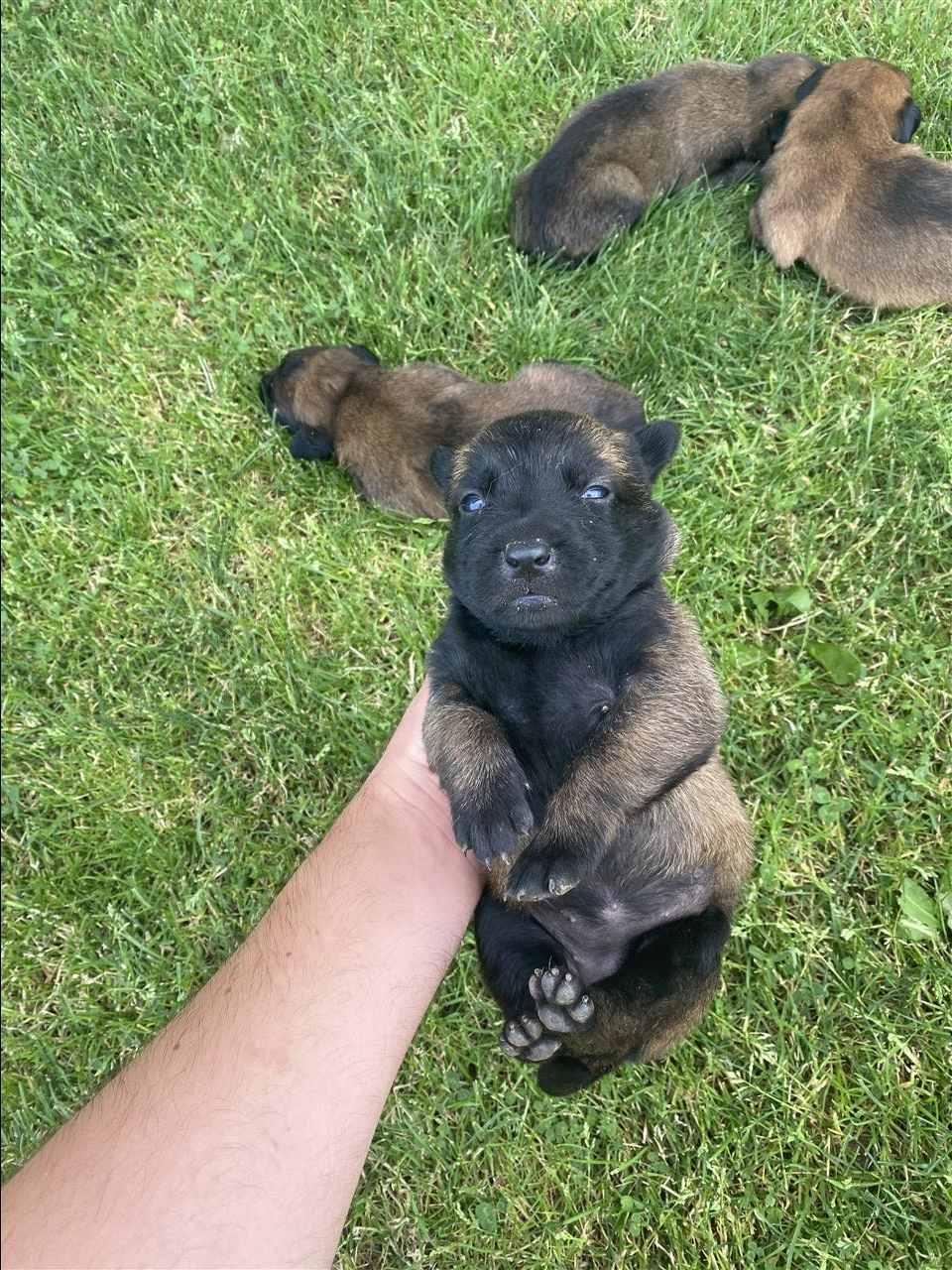 Malinois-belgian