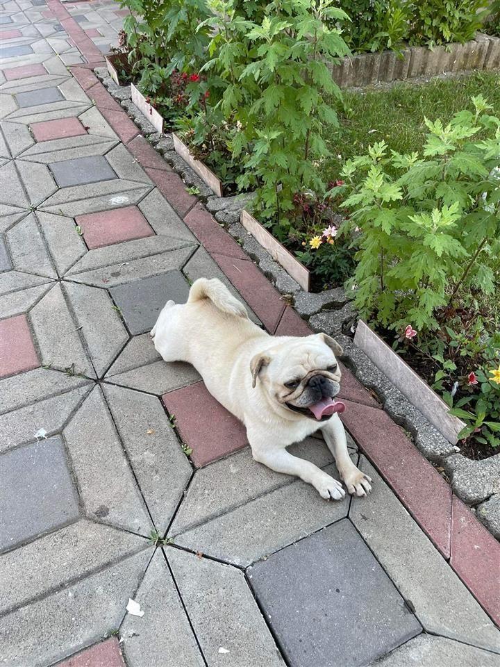 PUG