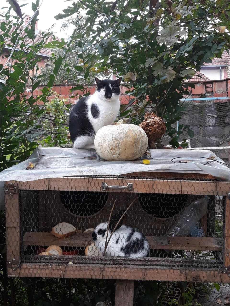 Lepur-maca-gjeli