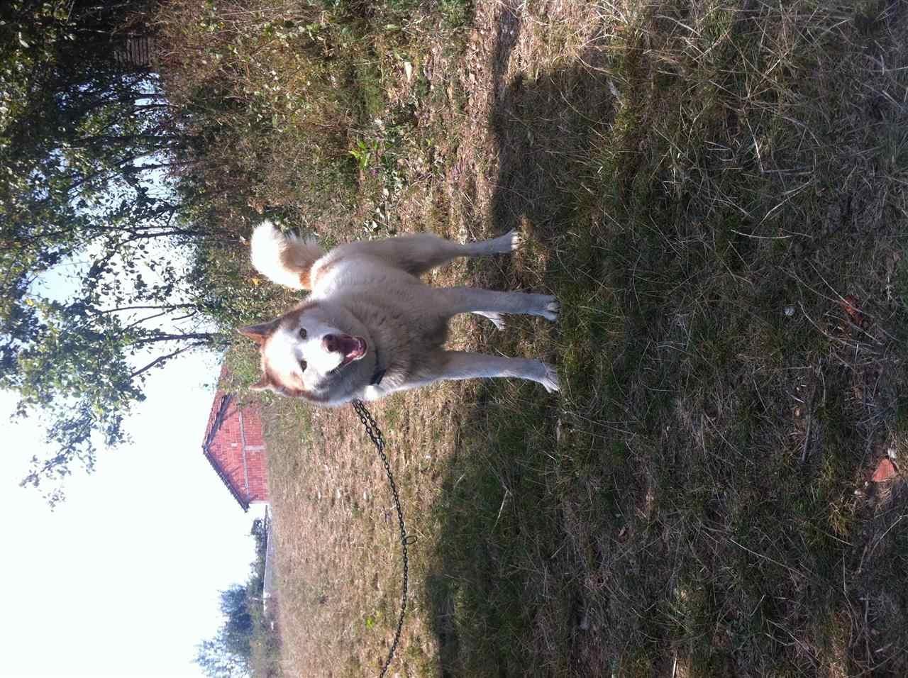 Haski