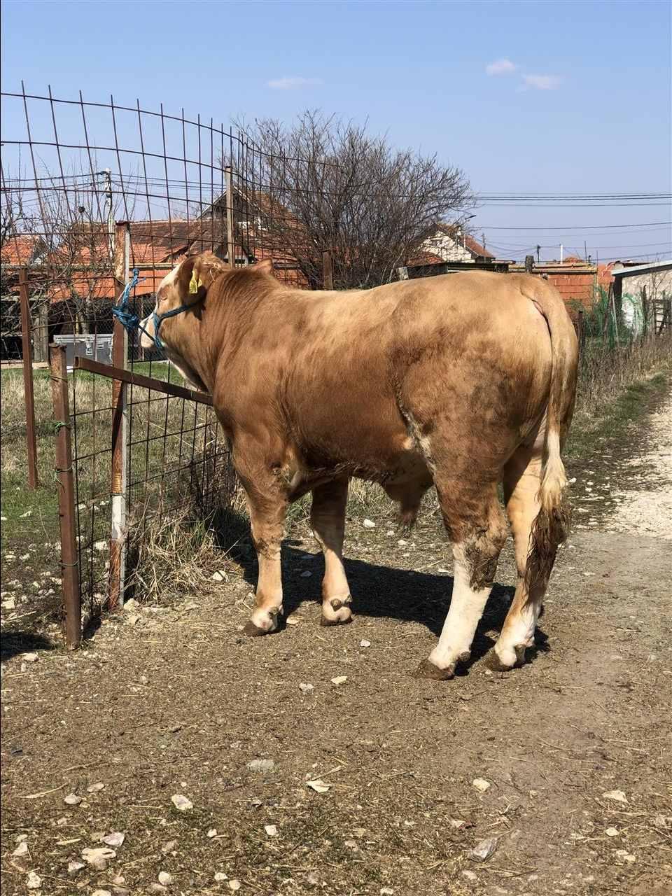 Mzat-8-muj