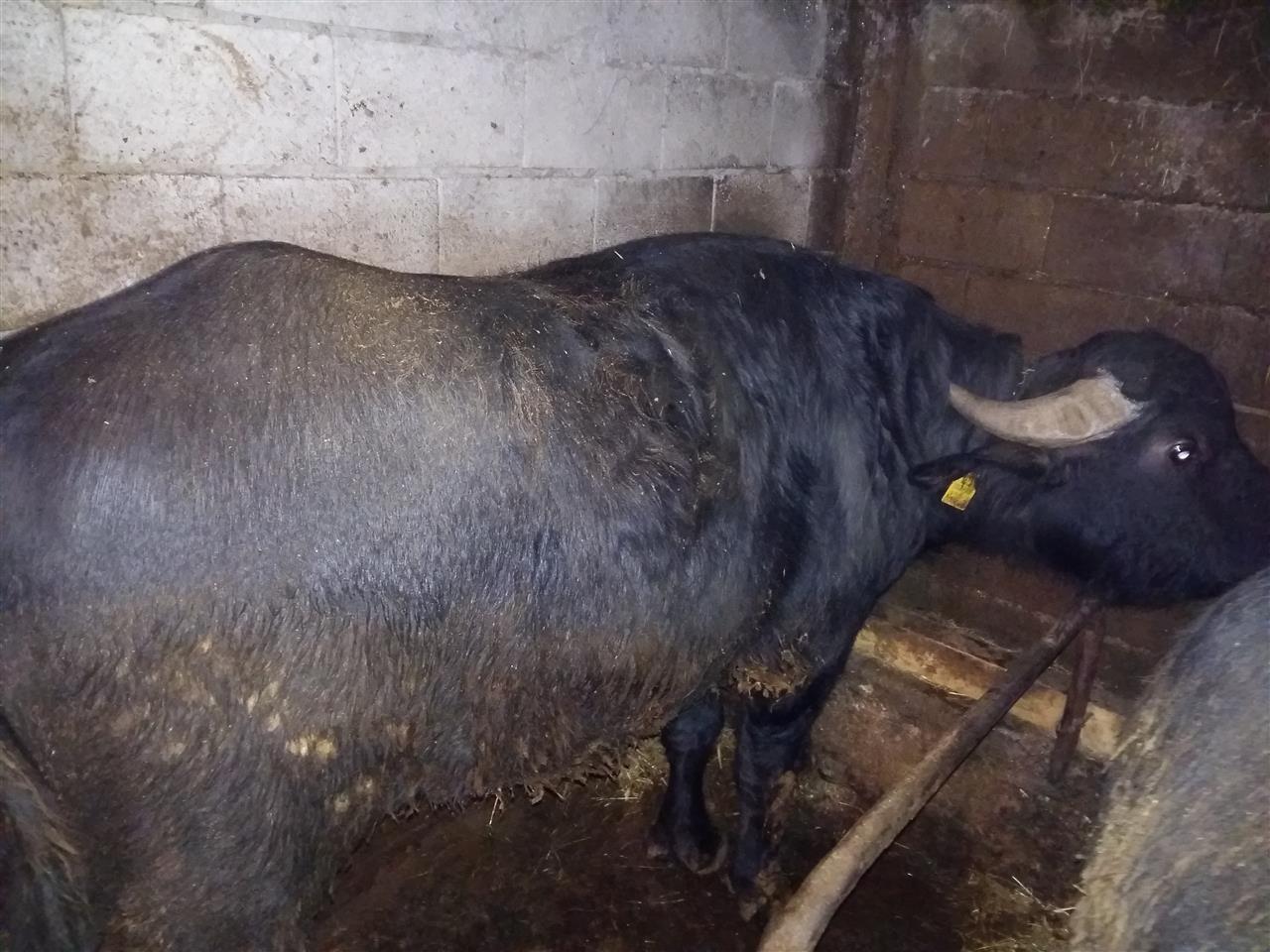 Bualli-