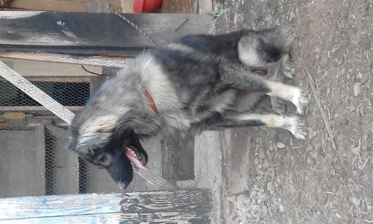 Roki