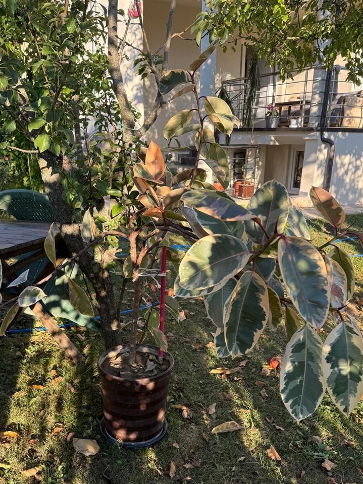 Lule