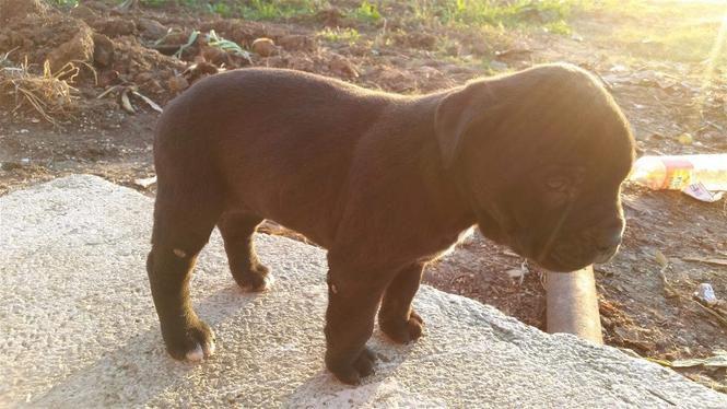 Cane corso