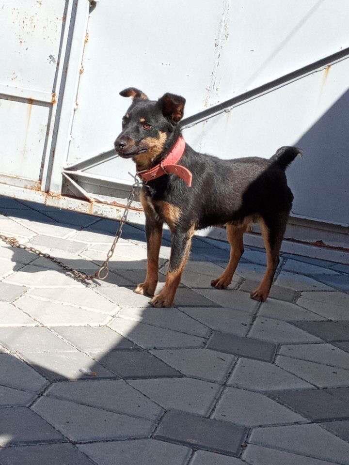 Minik
