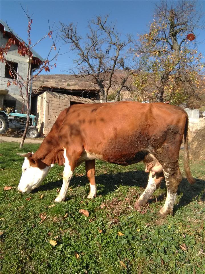 Halil