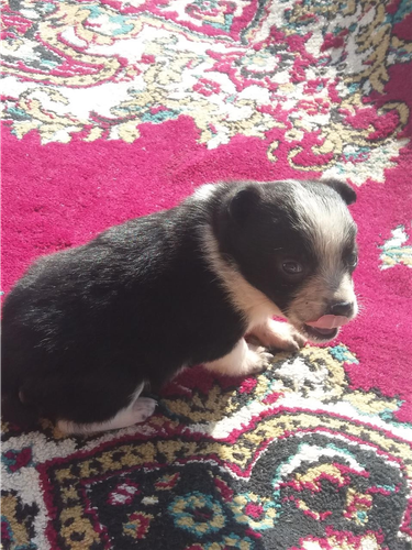 Buba