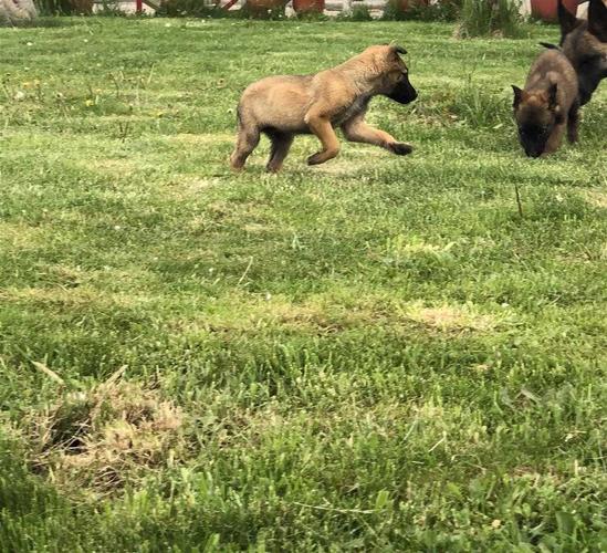 malinois