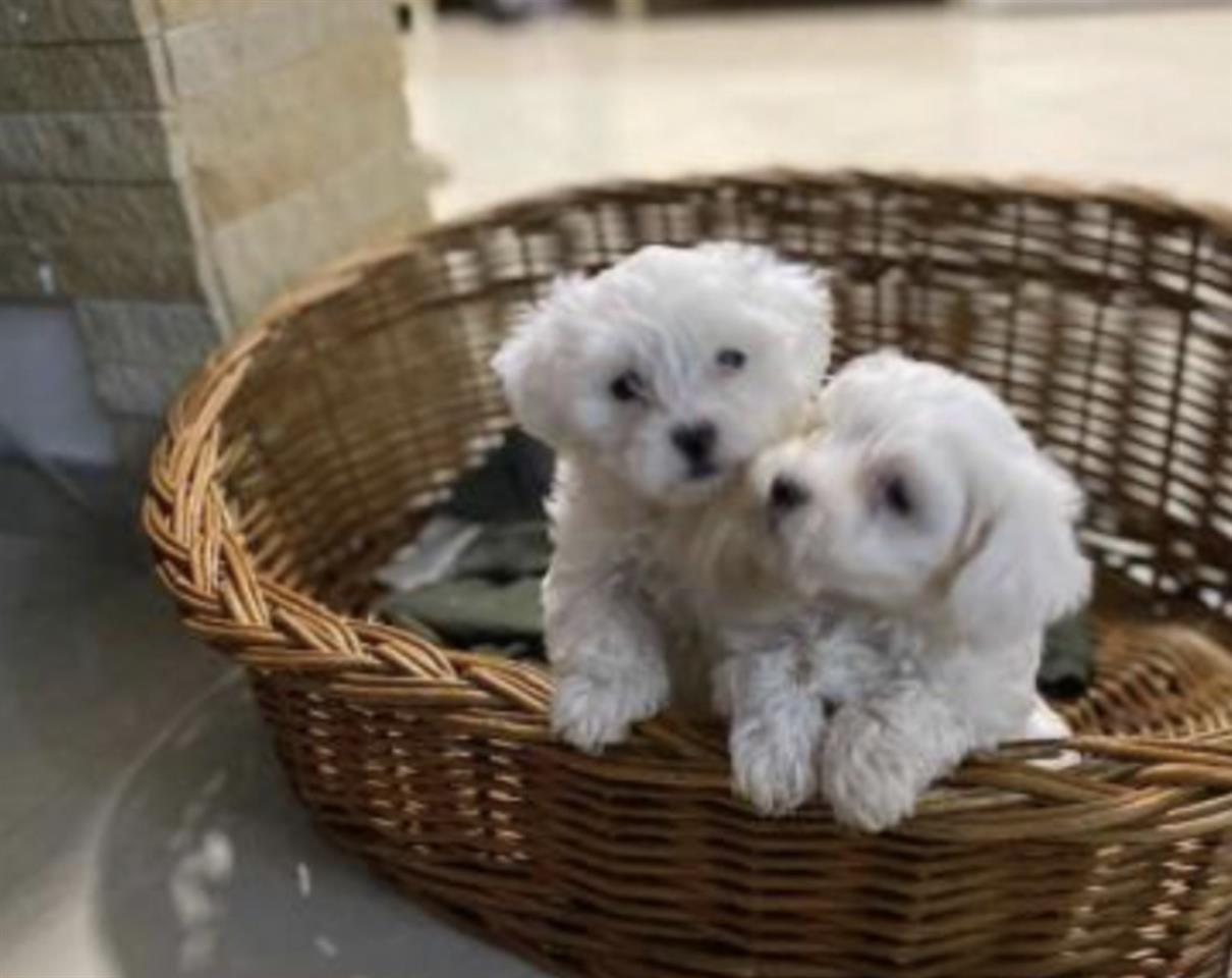 Maltezer