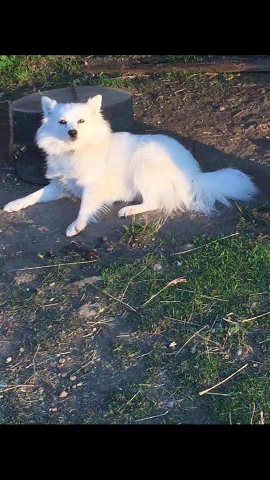 German-spitz