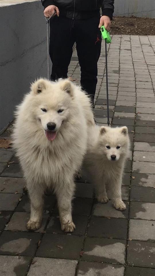 Samoyeda