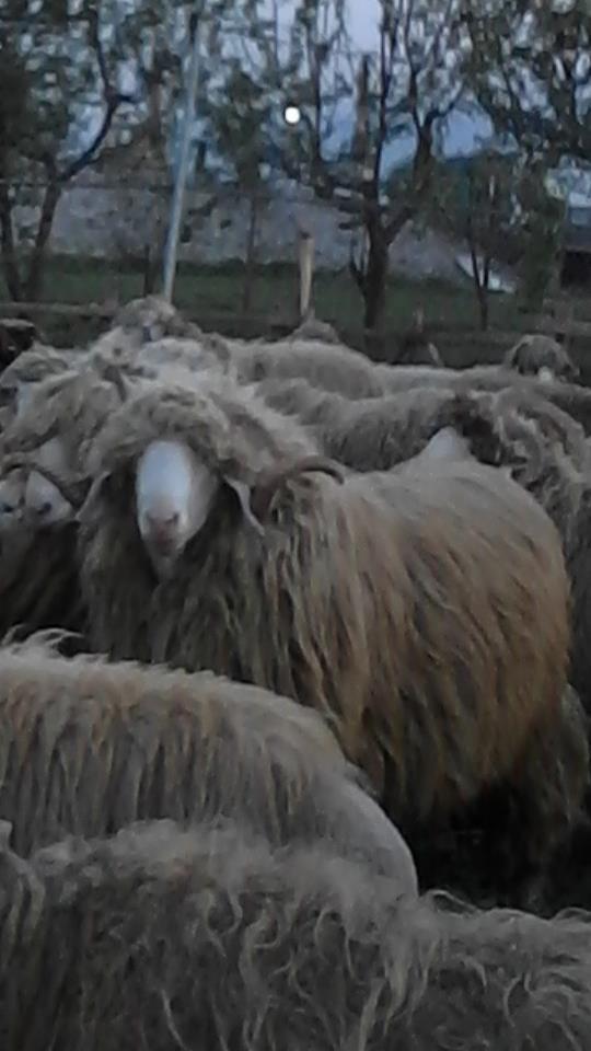 kingja-