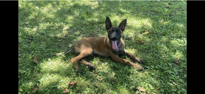 belg malinois kelysh