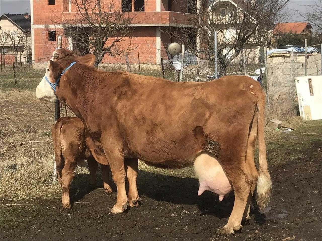 U-shitt