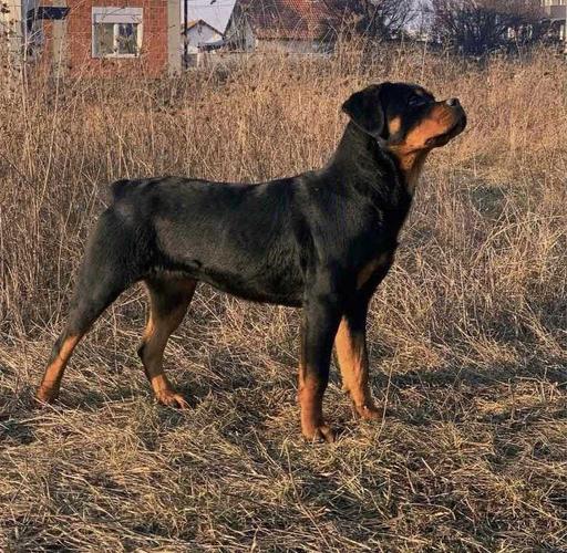 Rottweiler