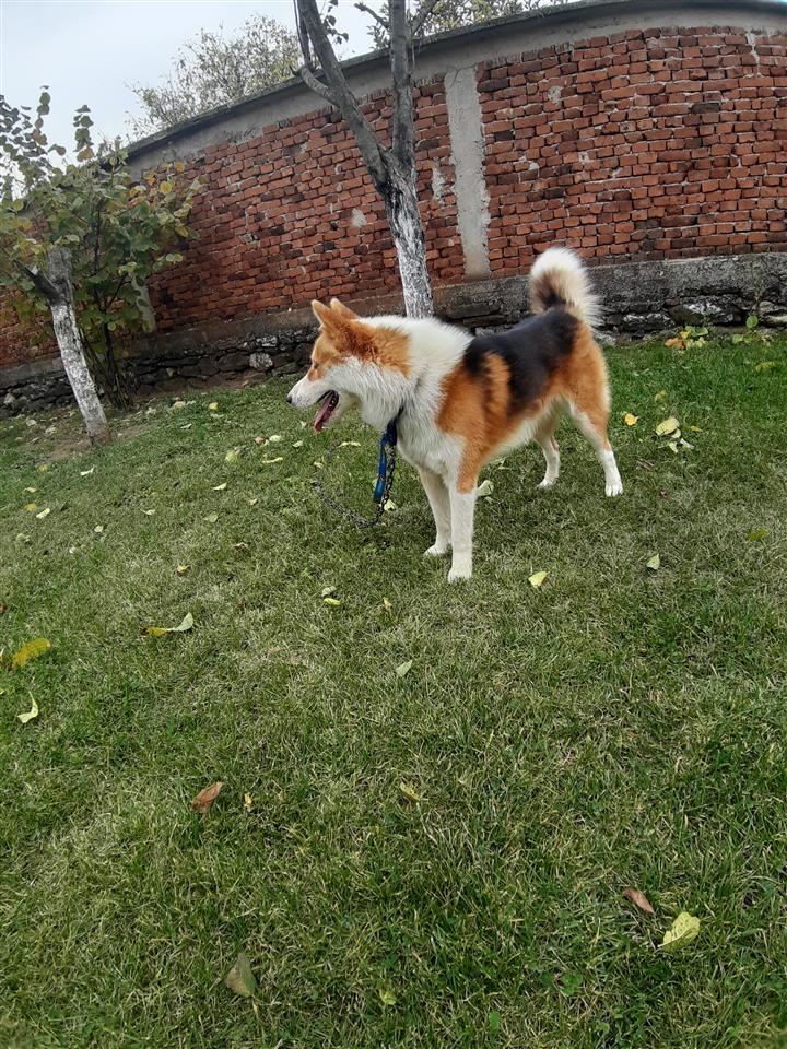Qen-Haski