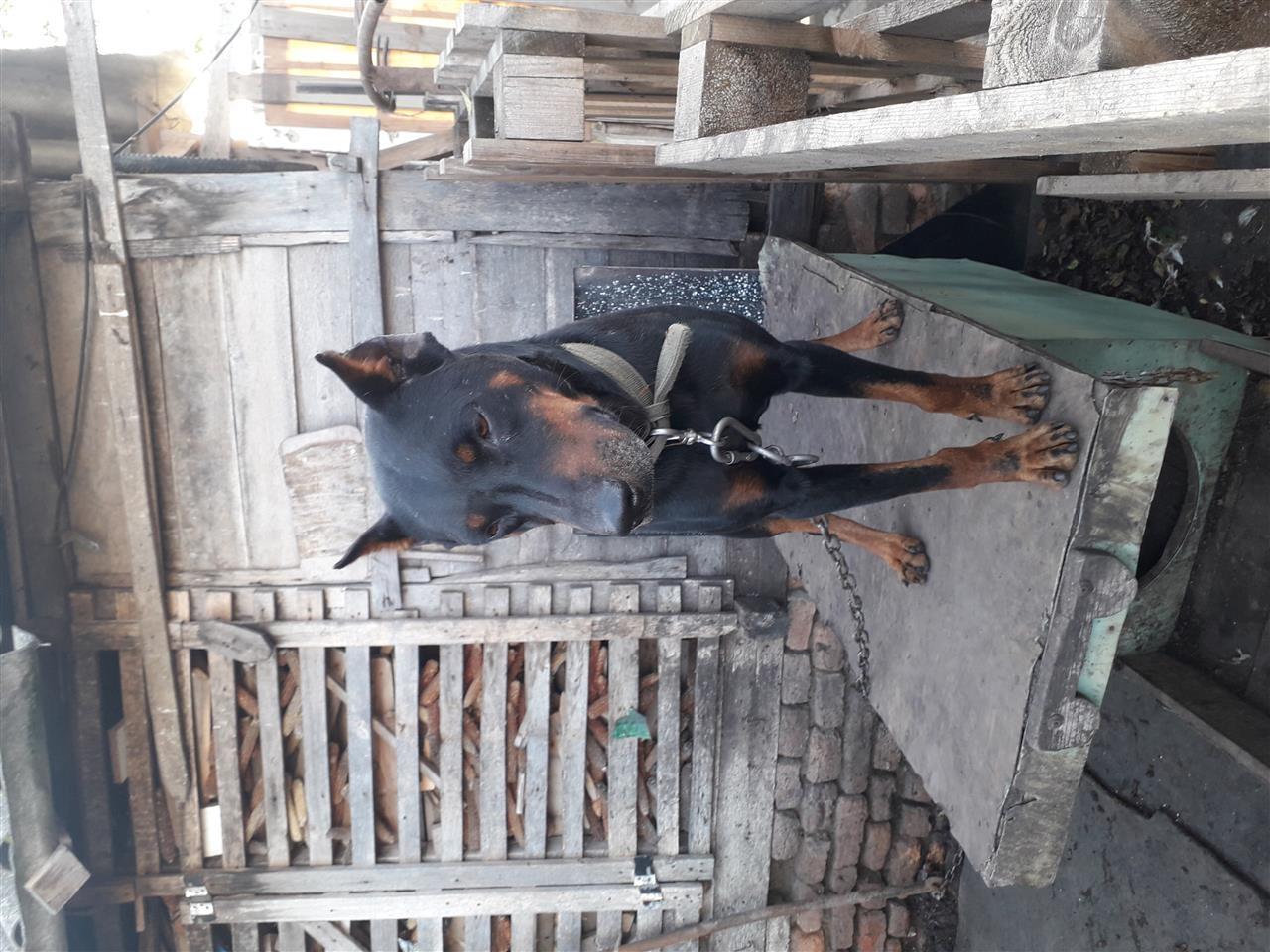 Dobermon