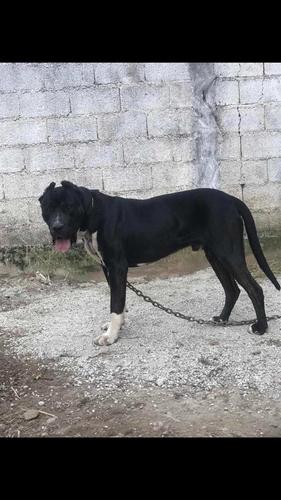 Piti