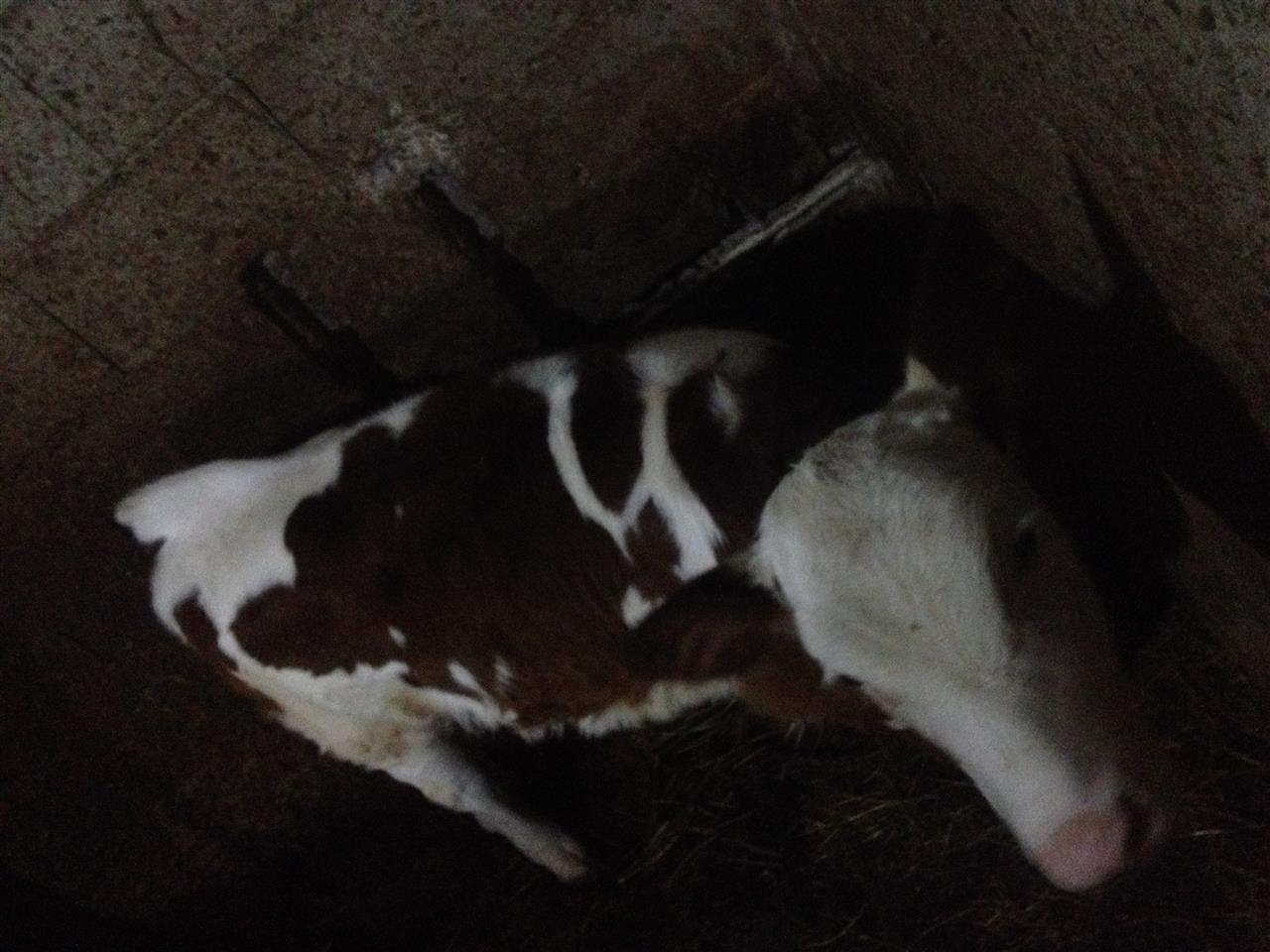Viq
