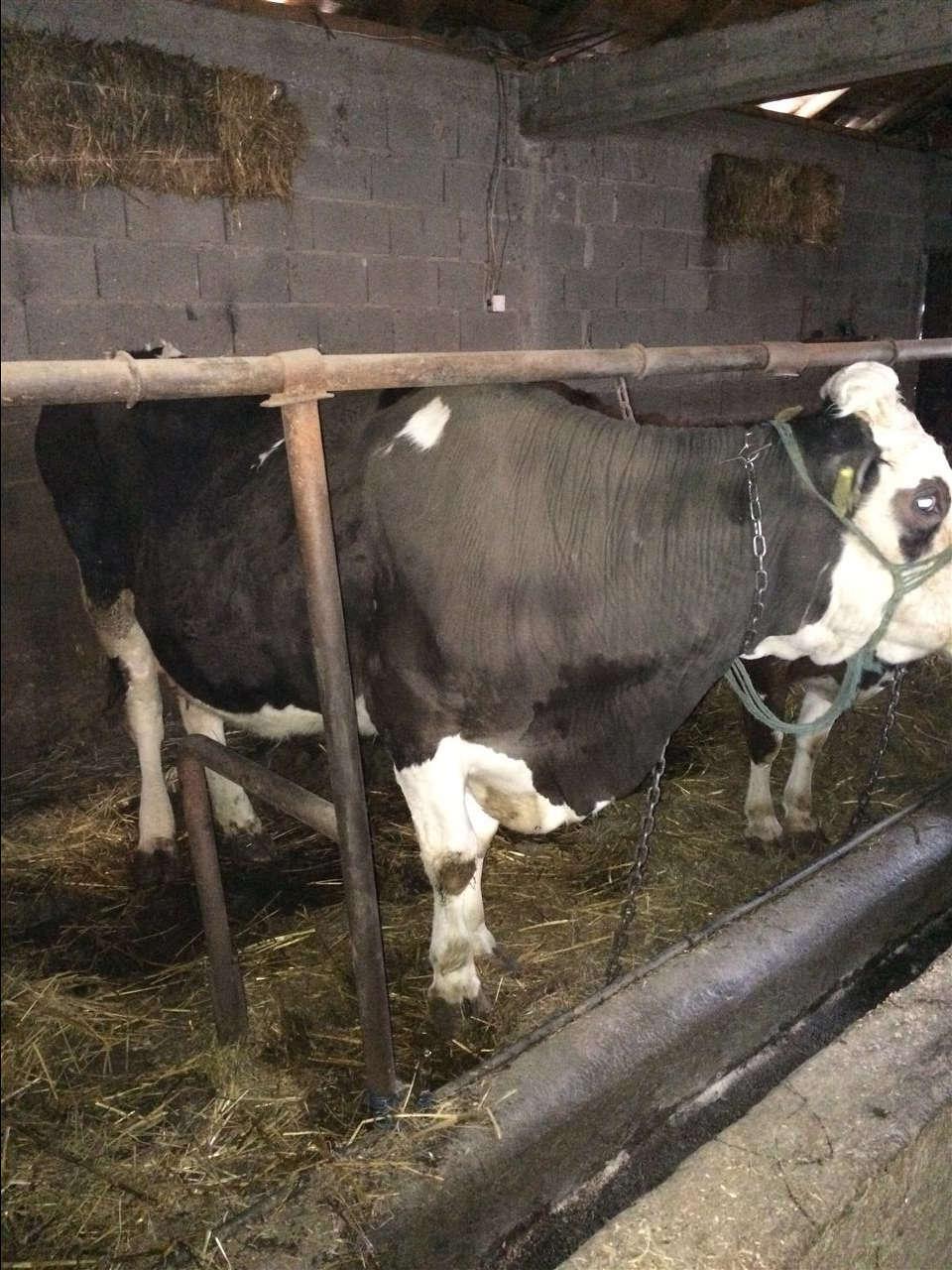 Ferma-