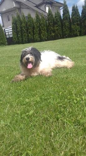 terrier