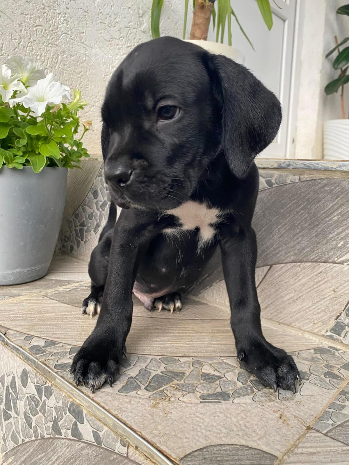 Cane-Corso