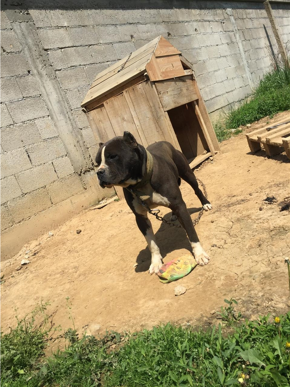 Pitbull