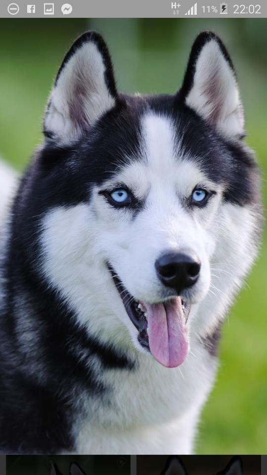 Haski