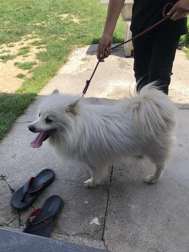 Minispitz Gjerman