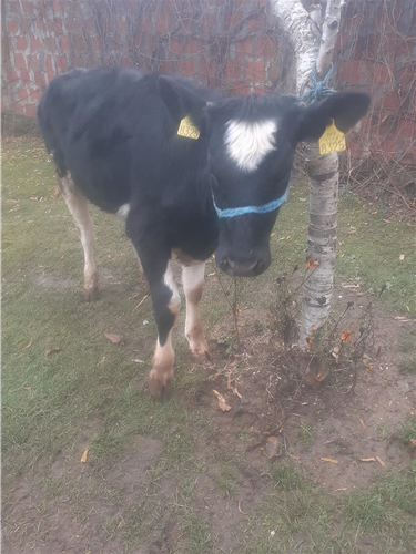 Mshtjerr 6 muj e gjys