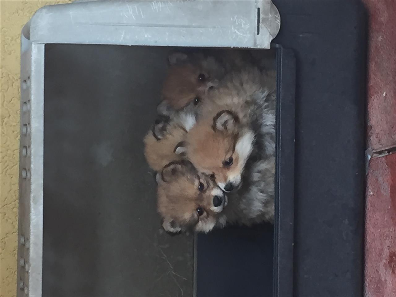 Germanspitz