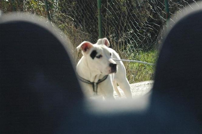pit bull